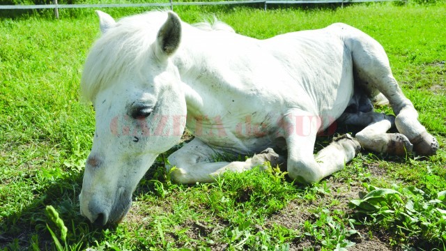 Calul abandonat în urmă cu aproximativ o săptămână pe un câmp din Ișalnița ar putea fi salvat printr-o operație costisitoare în Ungaria. Nu se știe, însă, cine a fost ultimul său proprietar, pentru că acela ale cărui date apar pe microcip susține că l-a vândut. (Foto: GdS)