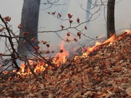 Mehedinţi: Incendiul din Parcul Natural Porțile de Fier s-a extins în patru zile la 40 ha