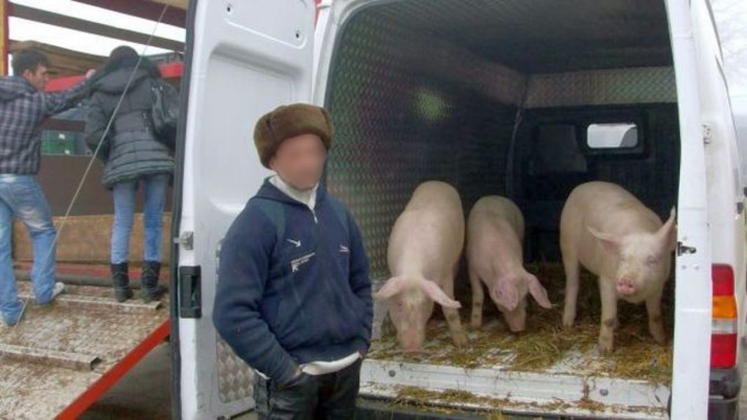 Prins în timp ce transporta ilegal 17 porci