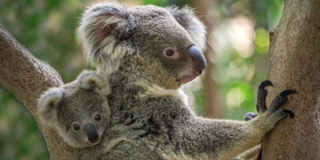 Sute de koala au pierit într-un incendiu