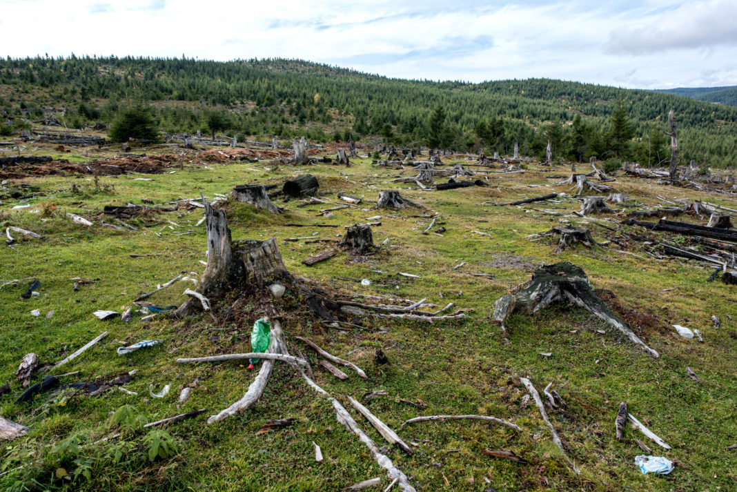 PE recomandă înfiinţarea unei unităţi speciale care să ancheteze tăierile ilegale de păduri