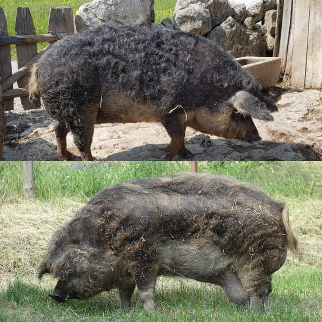 Mangaliţa este o rasă maghiară de porci domestici, dezvoltată în secolul al XIX-lea