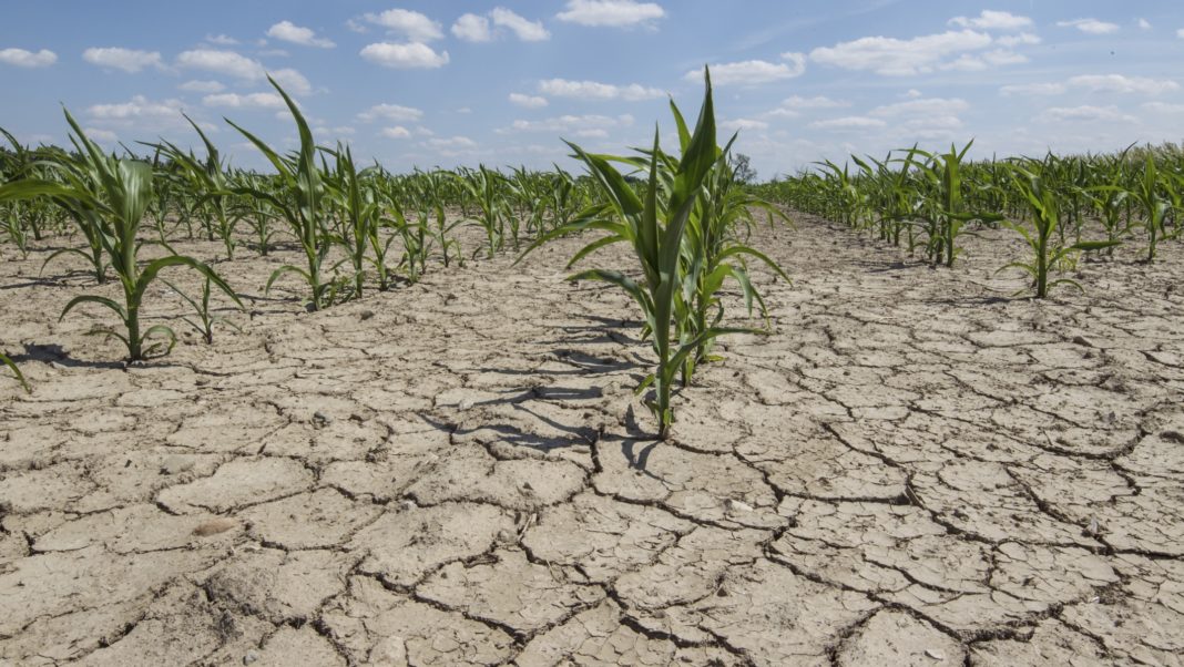 Fermierii afectați de secetă vor primi despăgubiri