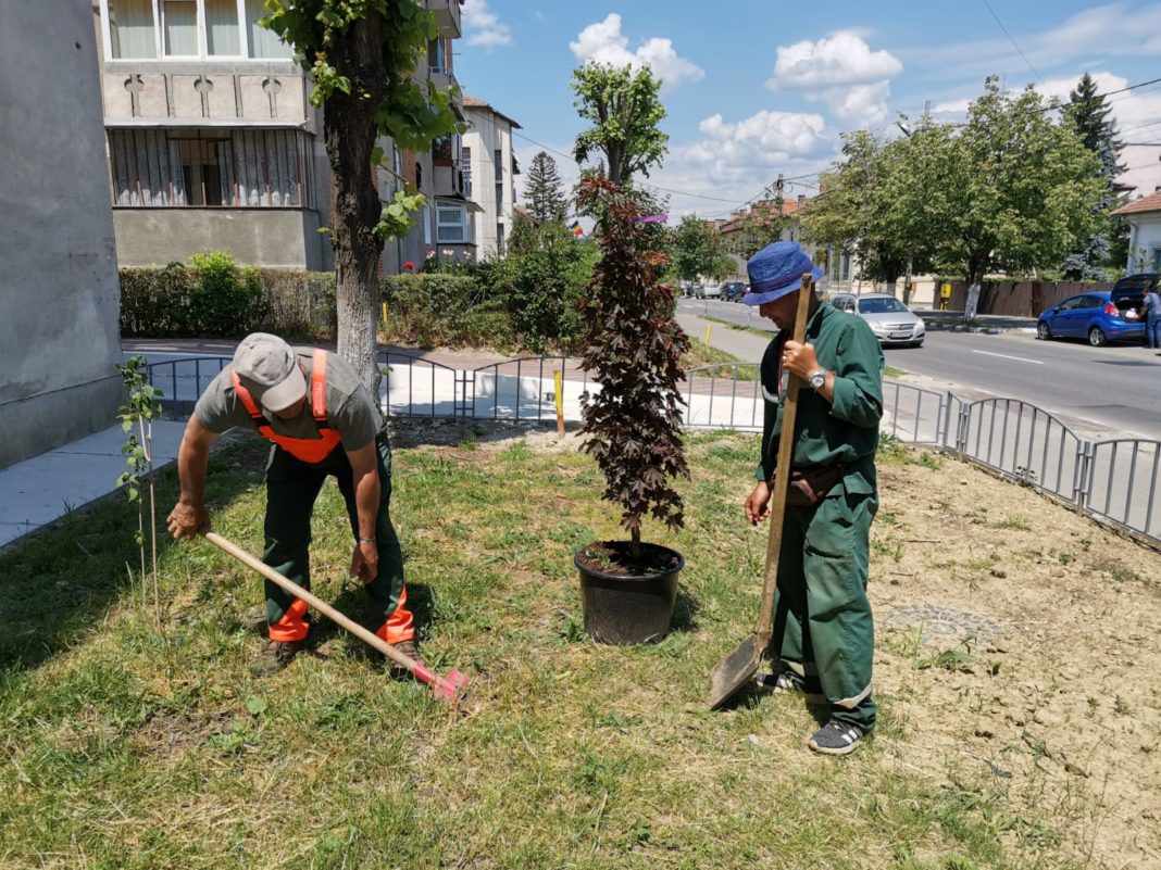 Continuă plantarea de copaci și arbuști pe domeniul public