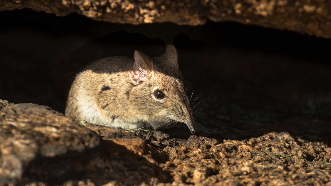 O specie de mamifere a fost redescoperită după 50 de ani