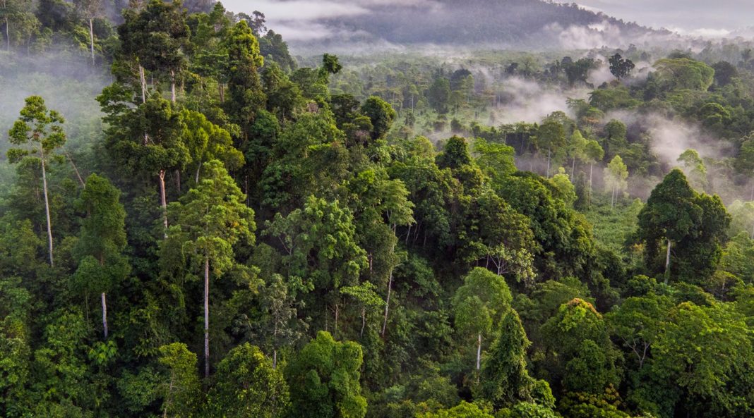 Pădurile planetei, împuţinate cu 100 de milioane de hectare în ultimele două decenii