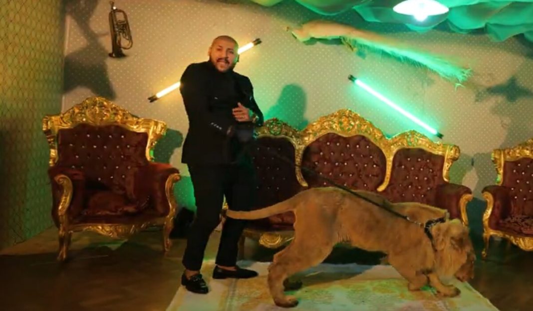 Poliția a confiscat leul rănit care a apărut în videoclipul unui manelist