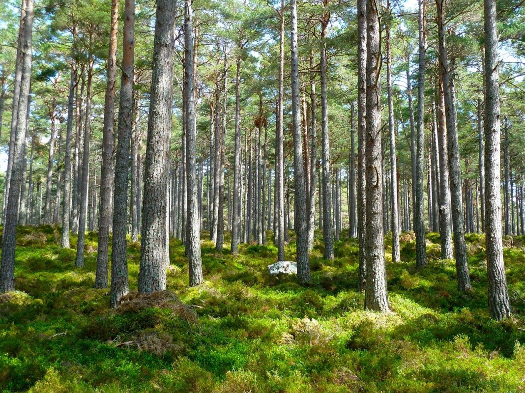 250.000 de hectare de pădure din România nu sunt păzite, iar statul are restanţe la plată şi de nouă luni