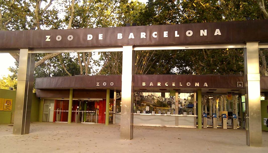 Patru lei de la grădina zoologică din Barcelona au fost testați pozitiv pentru Covid-19