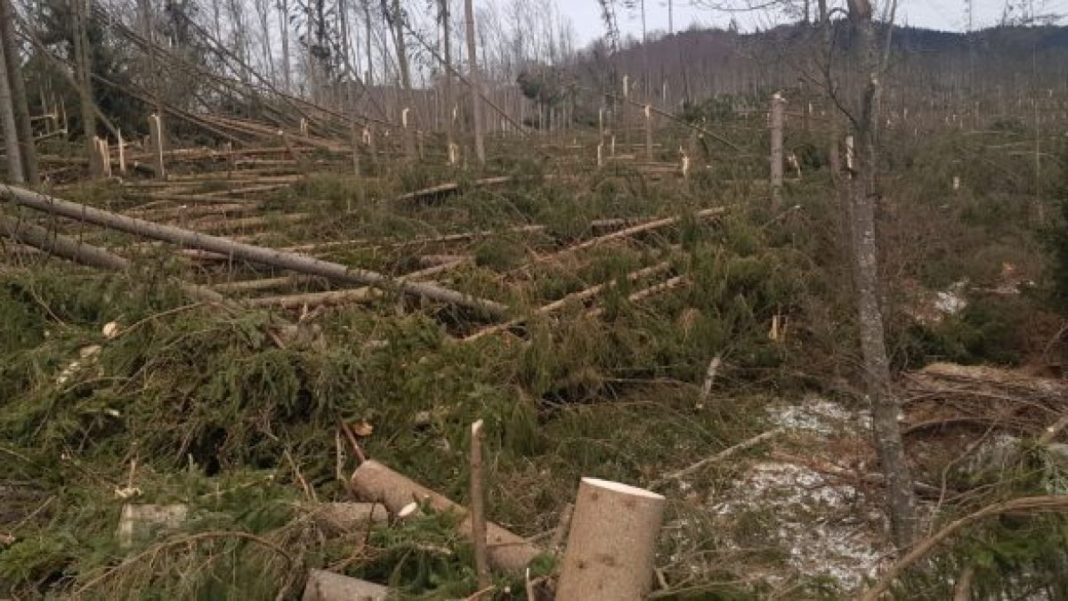 Peste 43 de milioane de hectare de pădure, distruse din 2004 în întreaga lume