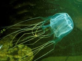 Un adolescent din Australia a murit la vârsta de 17 ani, după ce a fost înțepat de o meduză din specia Cubozoa