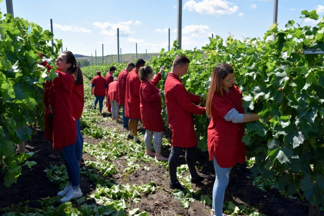 Liceele agricole, tăiate din lista priorităților educației(sursa foto: World Vision)