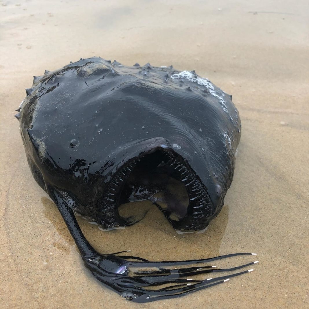 Creatura neagră, găsită cu gura deschisă, zăcea pe nisipul din zona protejată Crystal Cove State Park din Laguna Beach