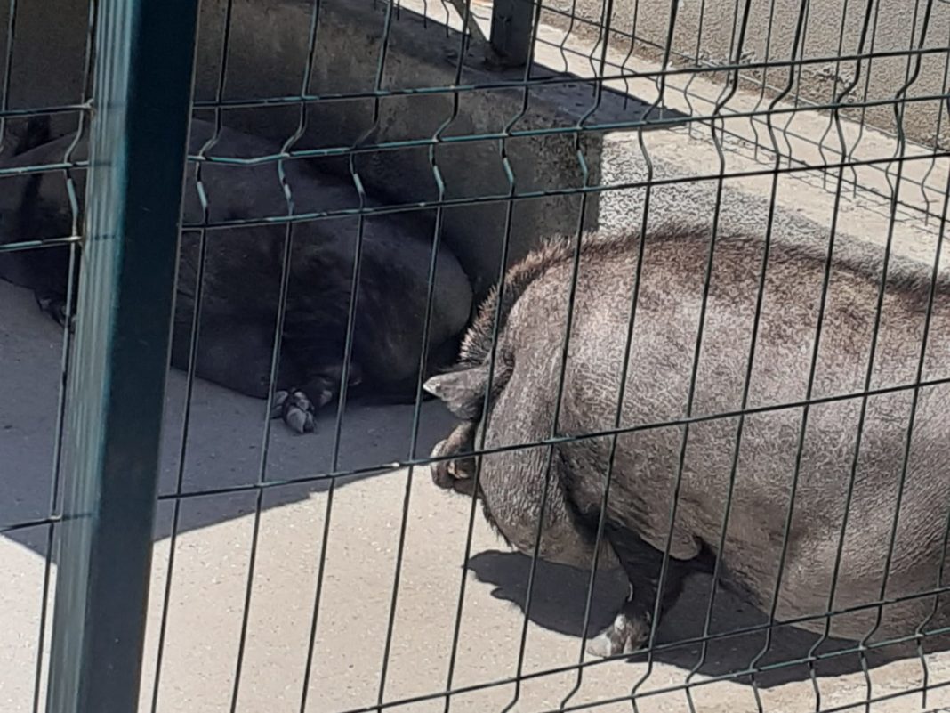 Porcii de la Grădina Zoologică din Craiova au fost eutanasiați