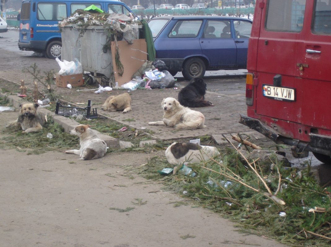 Copil de zece ani, sfâșiat de câini când venea de la școală