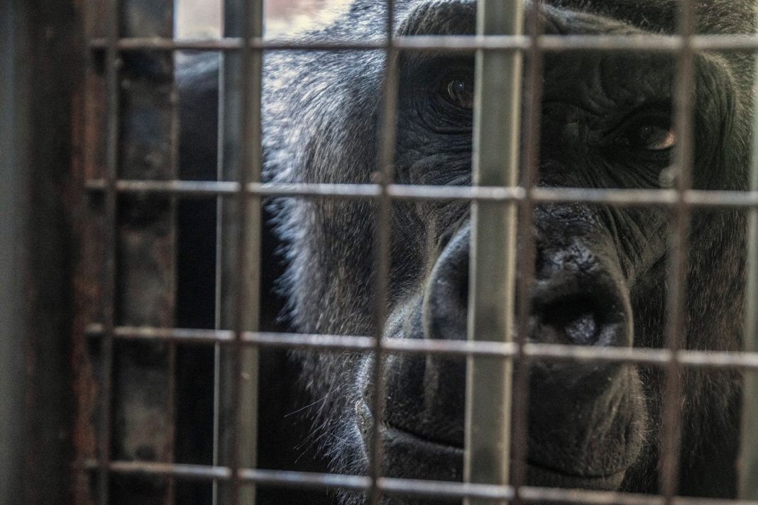 Animale de la Zoo din Ucraina, aduse în România