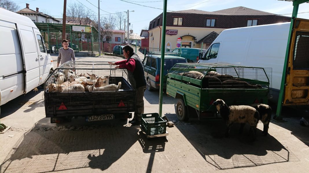 Sacrificarea se va face doar de măcelari autorizaţi, cu analizele medicale la zi