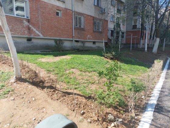 Oamenii au plantat singuri gard viu, pe unul dintre spaţii