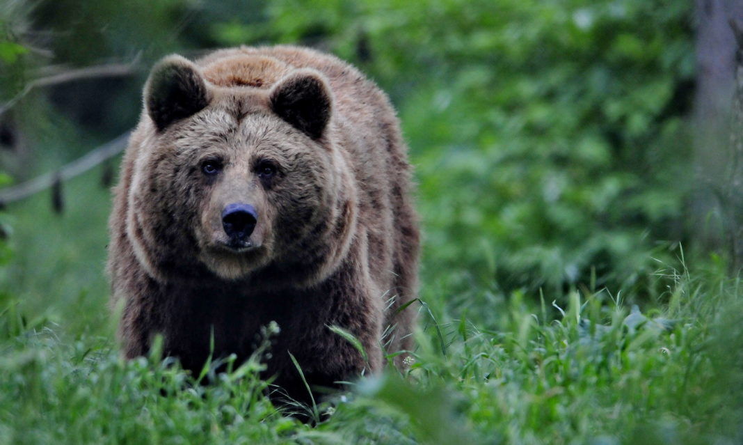 Persoana care a observat animalul sălbatic, a făcut apel pe SNAU