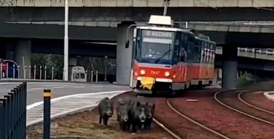 Alertate, autoritățile au încercat să mâne turma spre pădure