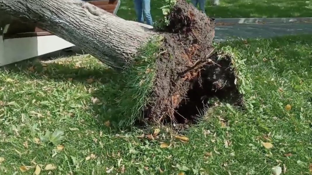 Copac căzut peste un bărbat care stătea pe bancă într-un parc din Slatina