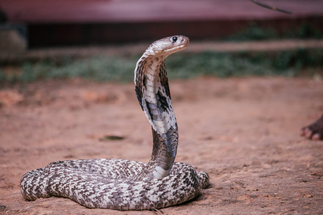 O cobră regală a evadat din terariu la o grădină zoologică din Suedia