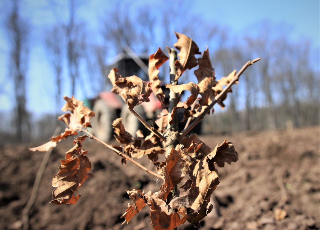 În campania de împăduriri de toamnă vor fi realizate lucrări de completări pe 202 hectare și de refacere a plantațiilor afectate de calamități pe 149 de hectare