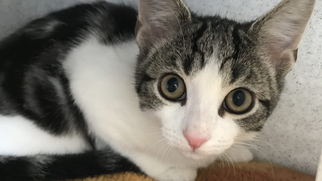 Hope, o pisică albă cu pete negre, în vârstă de 15 săptămâni, se credea inițial că este femelă când a fost admisă la centrul de salvare Cats Protection din Warrington, dar veterinarii nu au găsit organe sexuale externe