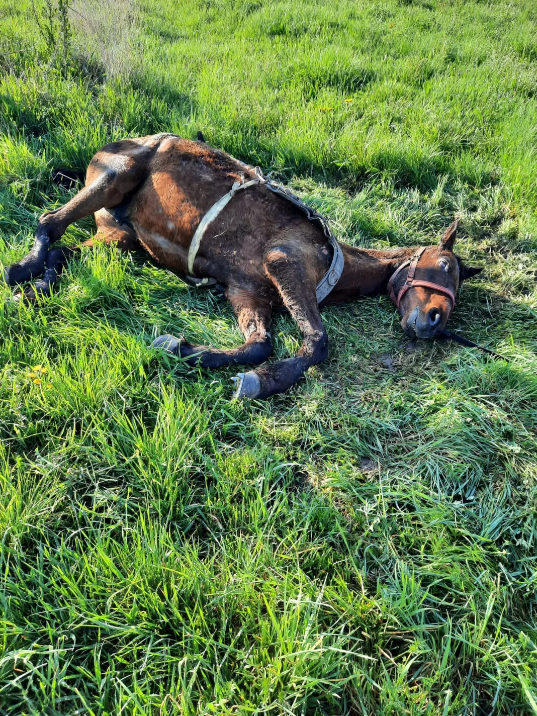 Bărbat anchetat după ce şi-a abandonat calul bătrân şi bolnav pe un teren viran (sursa foto: Asociaţia Puppy Tears Mediaş)