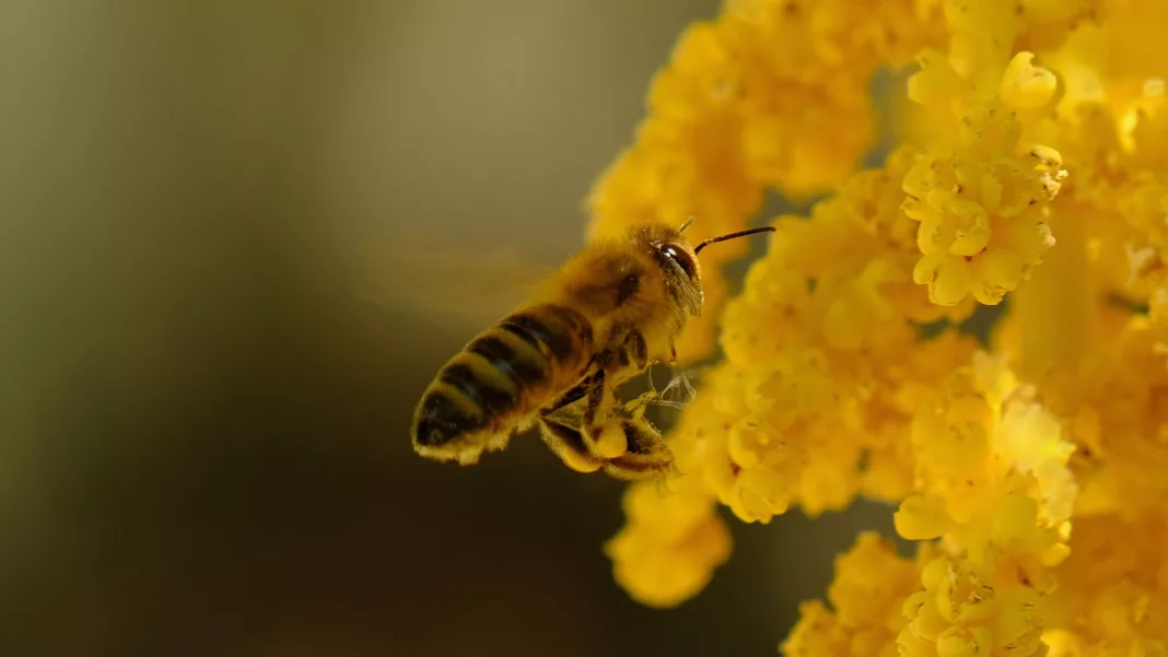 UE înregistrează o înmulțire a albinelor crescute în scop comercial
