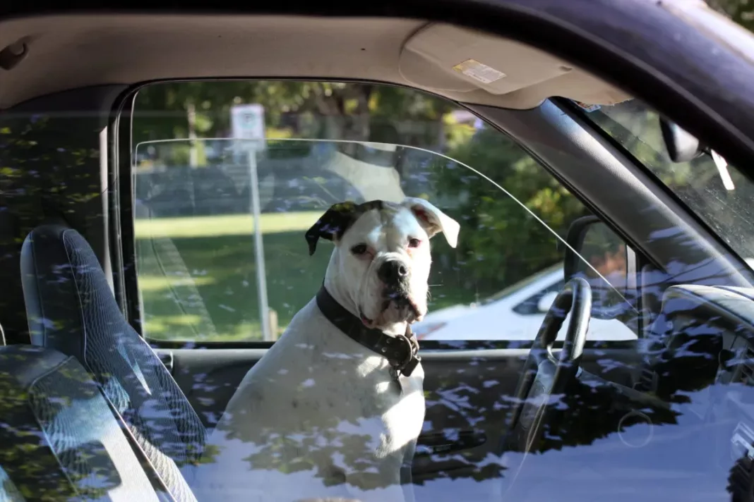 Un şofer băut a pus la volan un câine ca să nu fie arestat