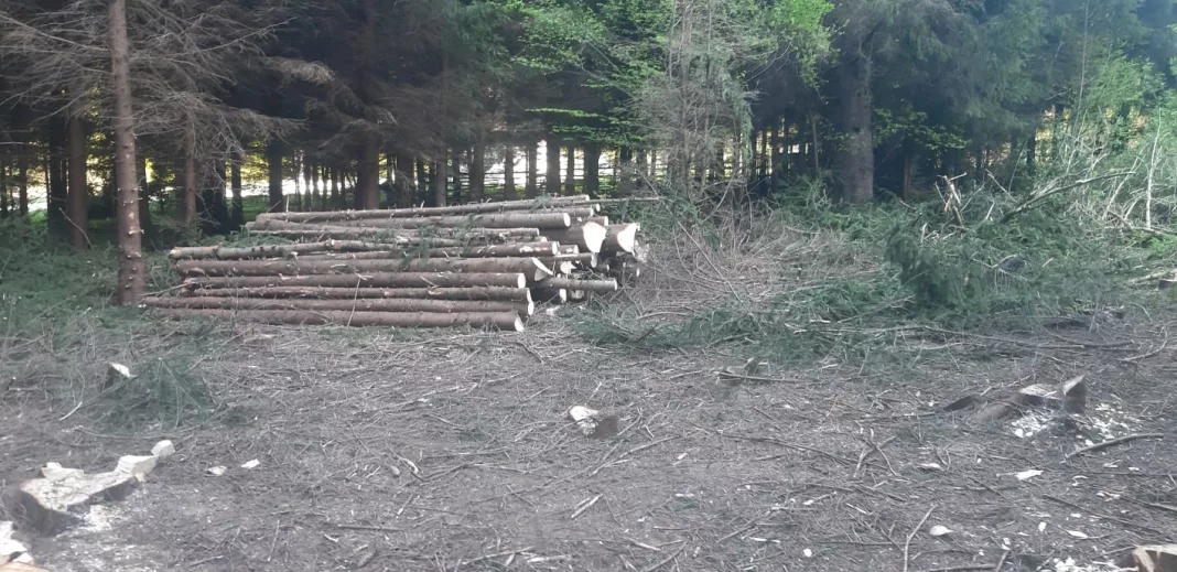 Bărbat din Dolj, amendat pentru tăiere ilegală de arbori în Gorj