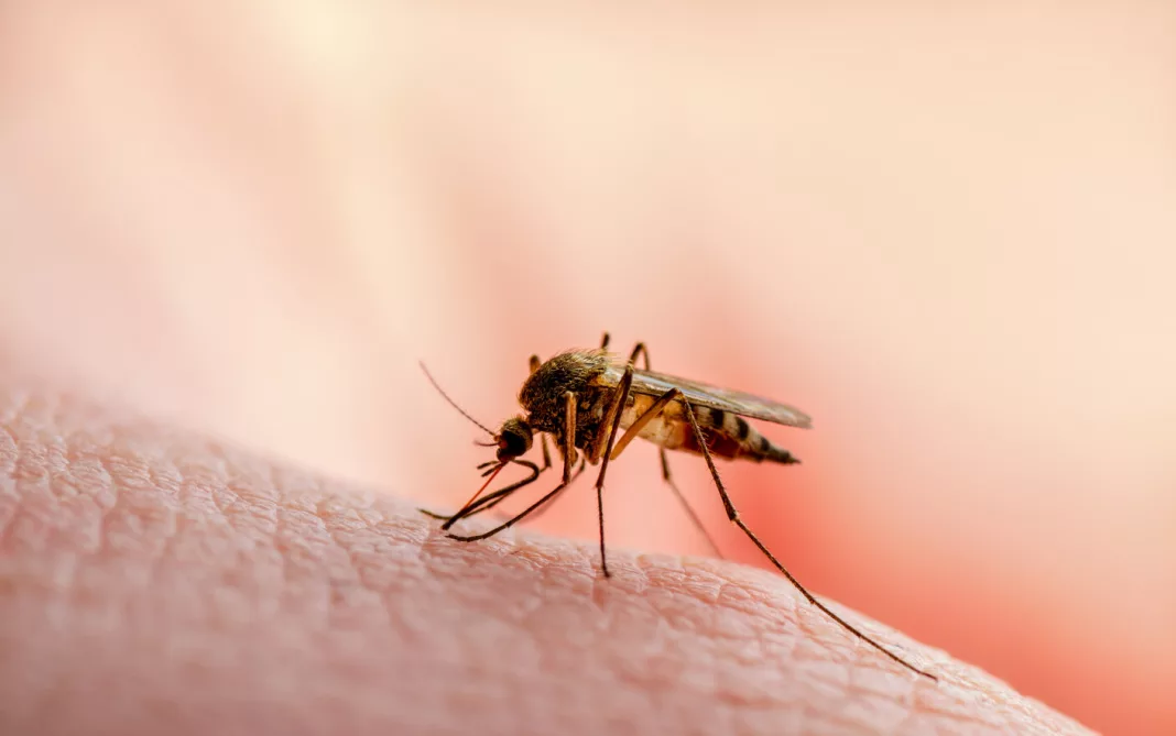 Două noi cazuri de meningită cu virus West-Nile