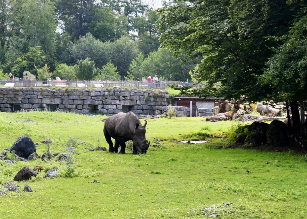 Femeie ucisă de un rinocer la Grădina Zoologică din Salzburg