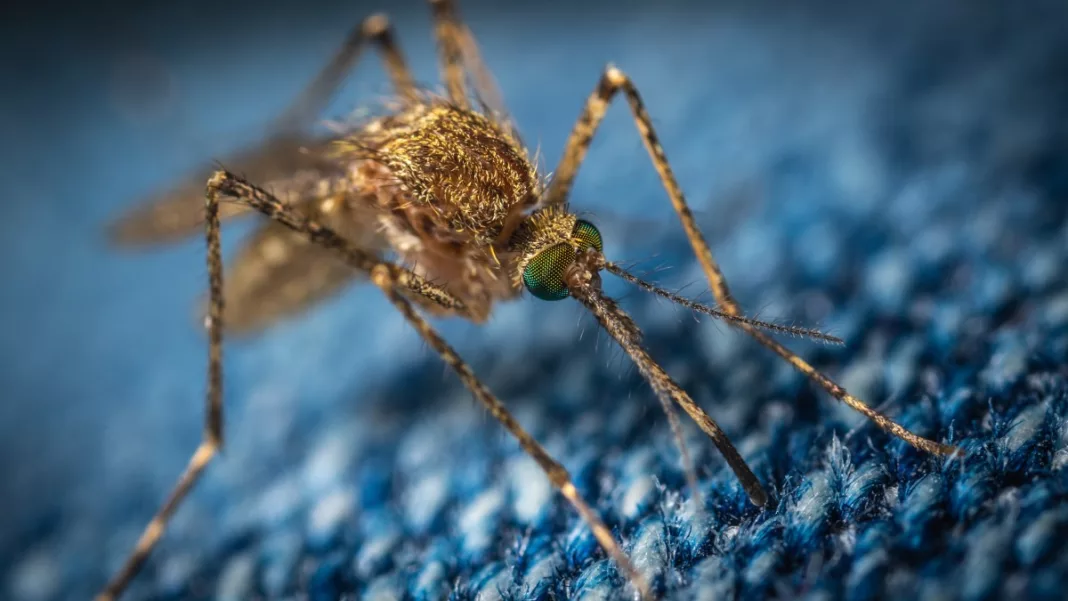 Două noi cazuri de infecție cu virusul West Nile, în România