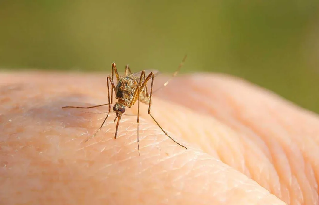 Anul trecut, primul caz de infectare cu virusul West Nile raportat la Cluj a fost înregistrat în toamnă