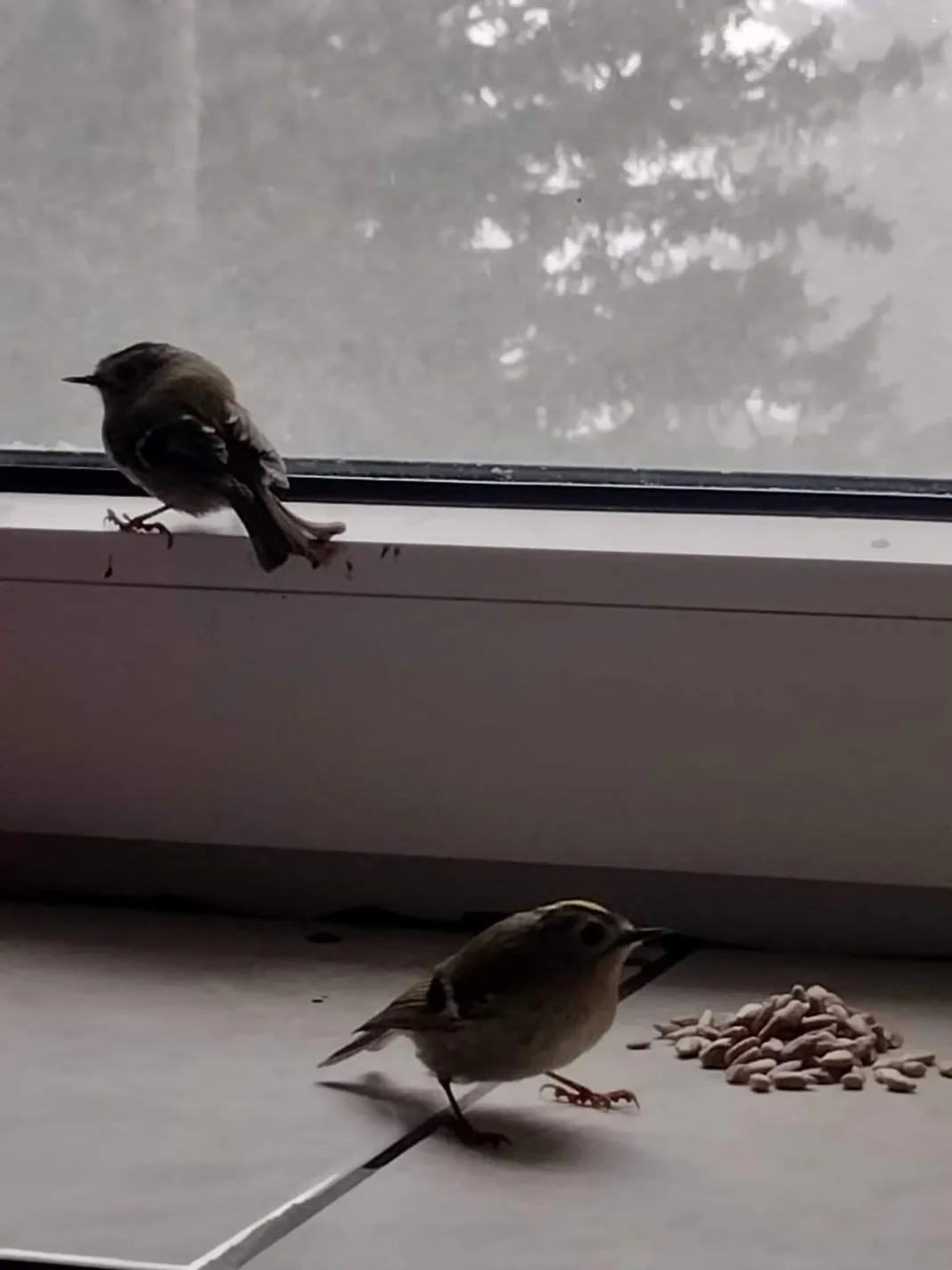 Cele două mici păsări au fost găzduite încă o zi în baza de salvare