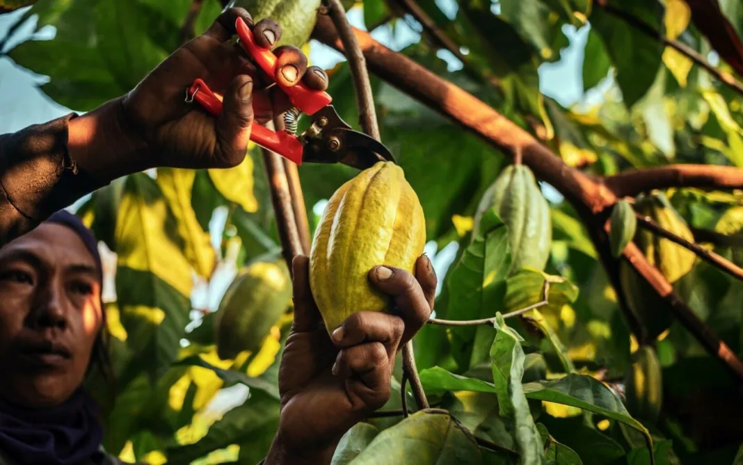 Preţuri record la cacao din cauza fenomenului El Nino care afectează culturile