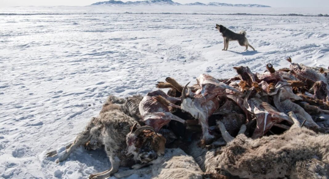 Un câine urlă lângă oile și caprele moarte pe fondul condițiilor meteorologice extrem de reci în Bayanmunkh, în provincia Khentii din Mongolia,