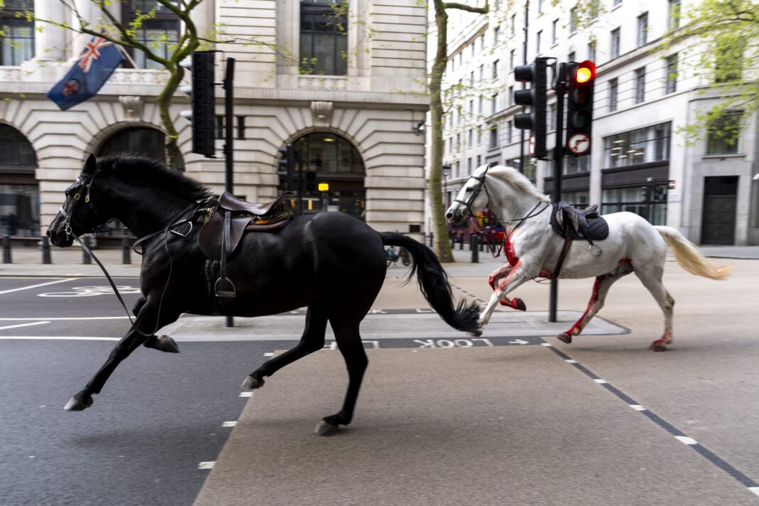 Doi dintre cei cinci cai scăpaţi pe străzi în centrul Londrei, Vida şi Quaker, în stare gravă