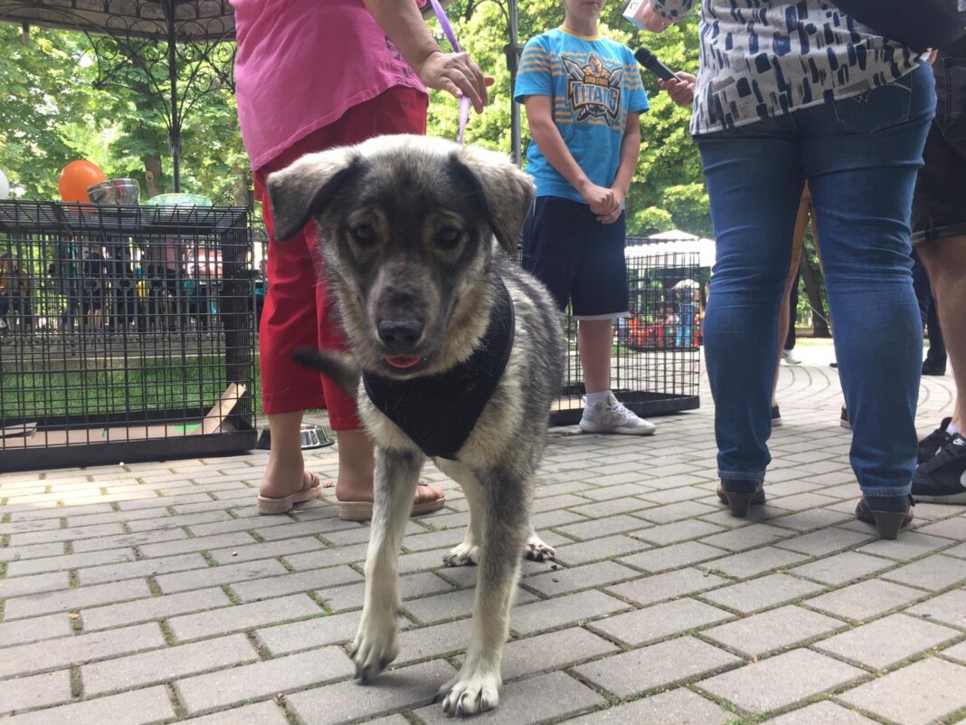 Târg de adopţii canine în Parcul „Romanescu“ Craiova