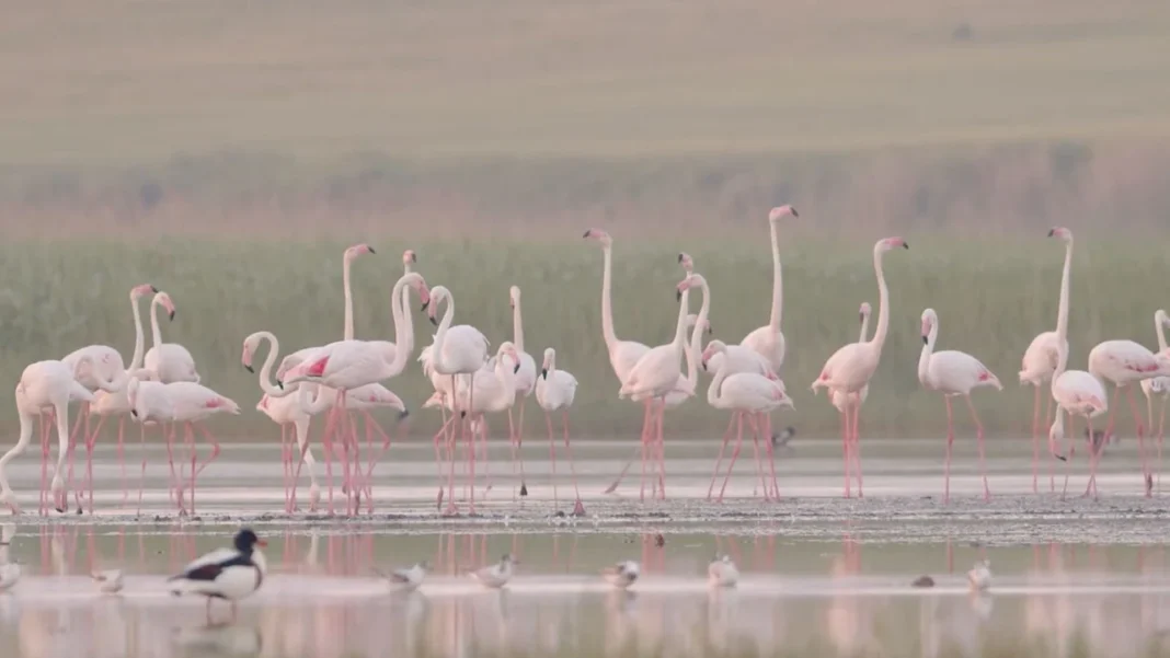 (VIDEO) Zeci de păsări flamingo, în Delta Dunării
