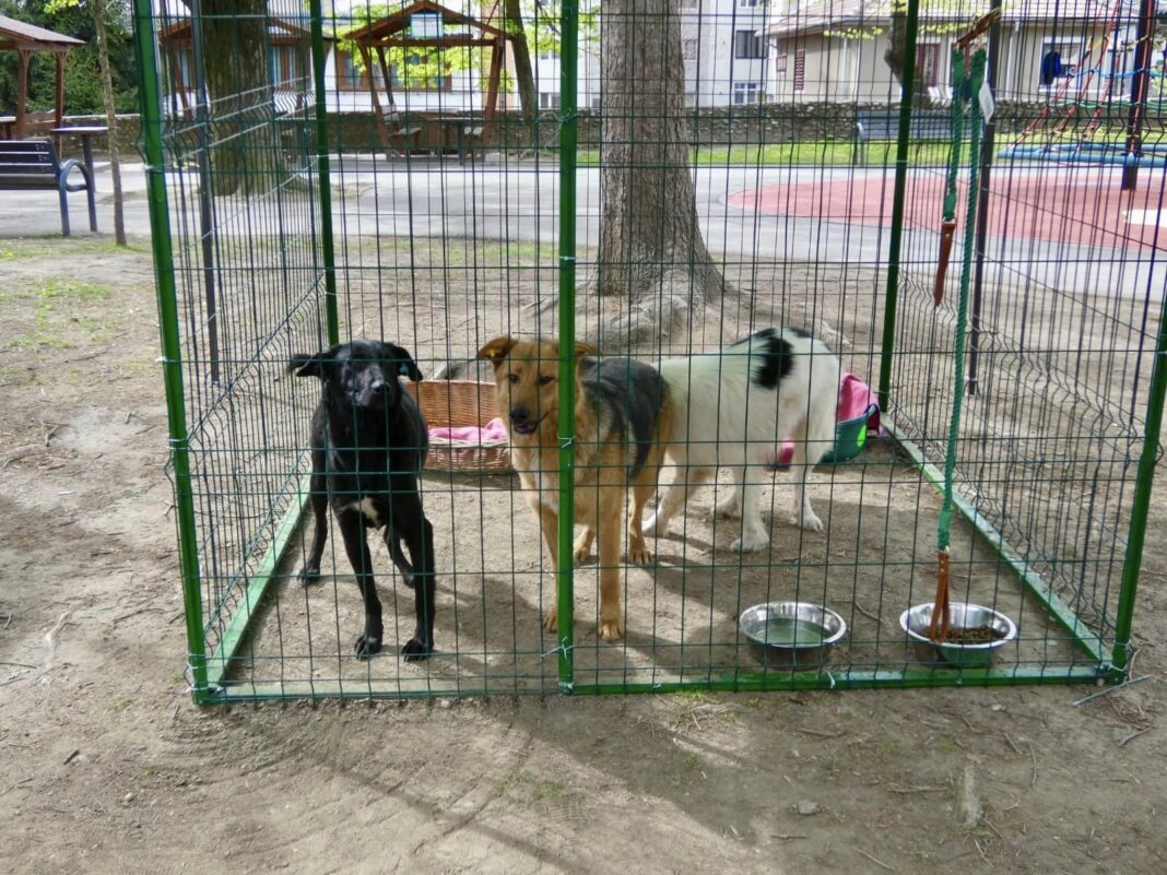 Târgul de adopții canine devine o tradiție lunară la Râmnicu Vâlcea