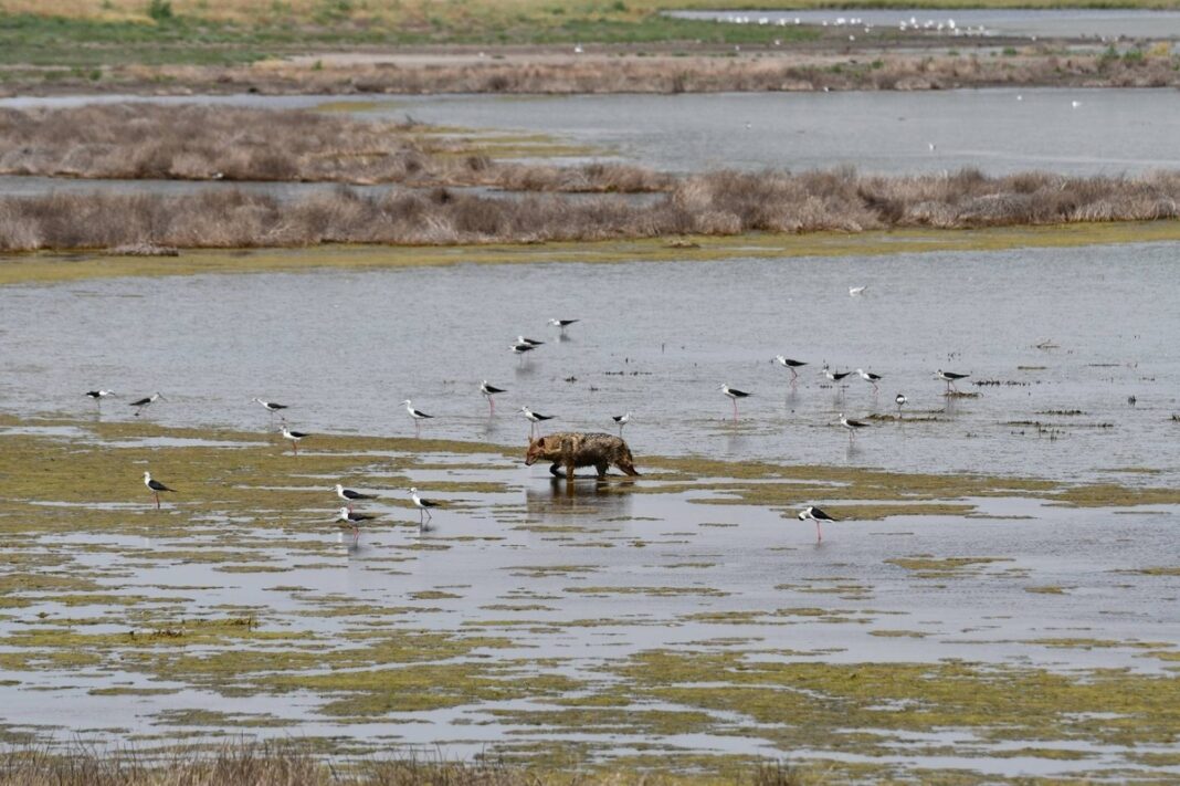 350 de şacali vor fi extraşi din Delta Dunării până în primăvara anului viitor