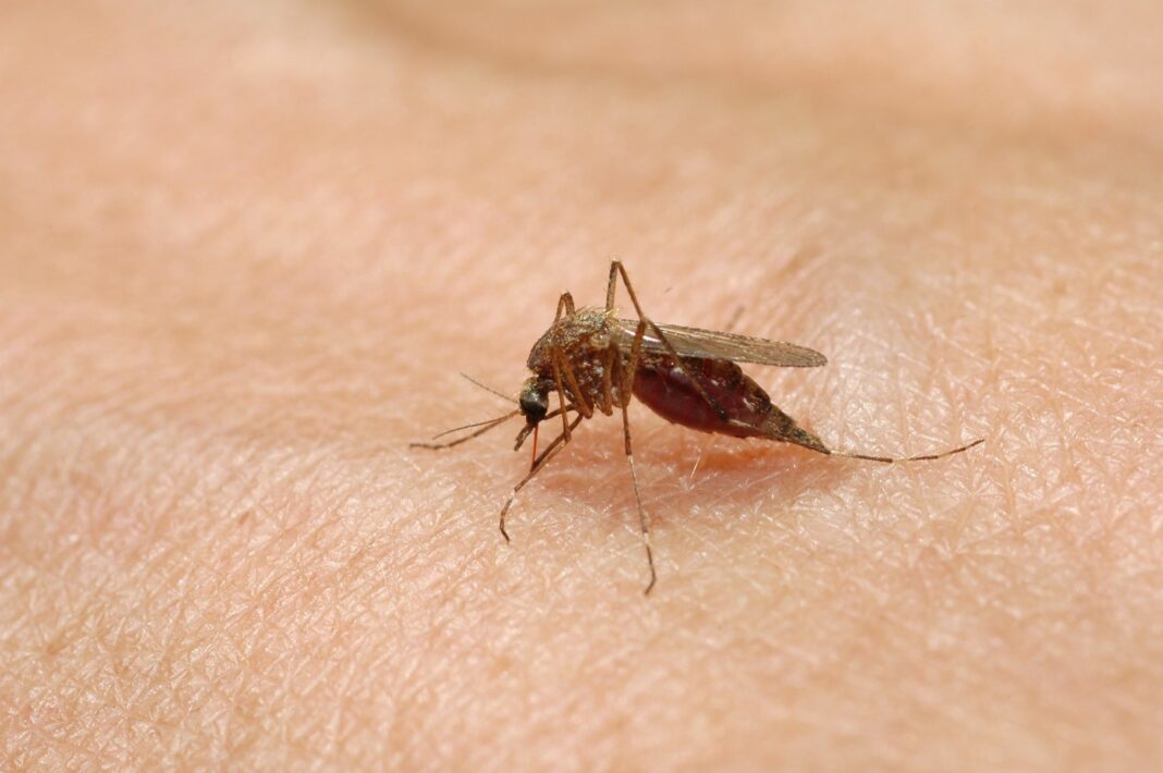 ECDC: Numărul cazurilor de febră denga şi al altor boli asociate ţânţarilor, în creştere în Europa