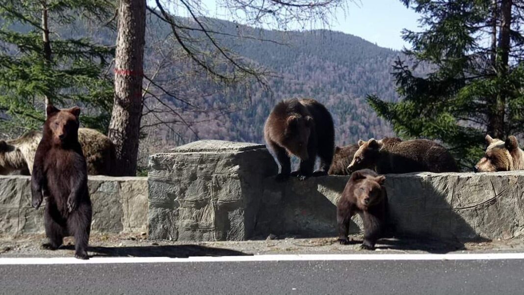 Urşii „cerșetori“ de pe Transfăgărăşan vor fi prinși și duși în sanctuarul de la Zărneşti
