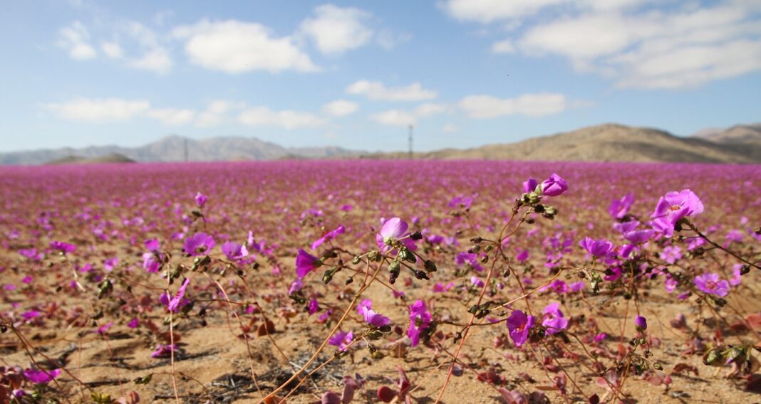 Deșertul Atacama din Chile, unul dintre cele mai aride de pe planetă, acoperit cu flori mov şi albe