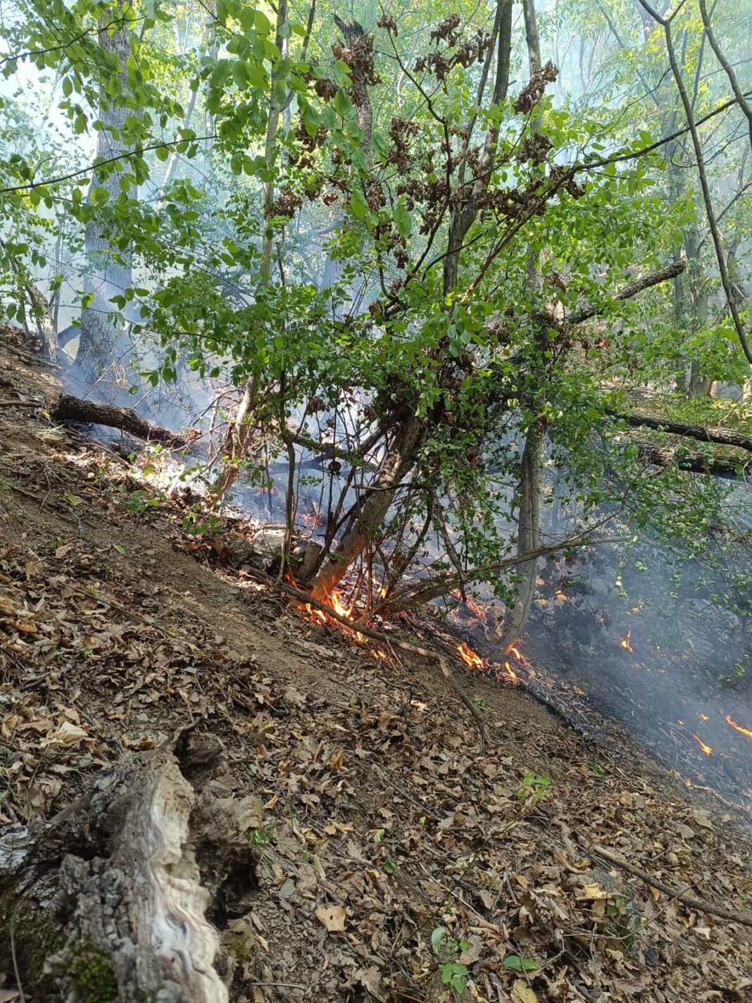 Incendiu în Defileul Jiului