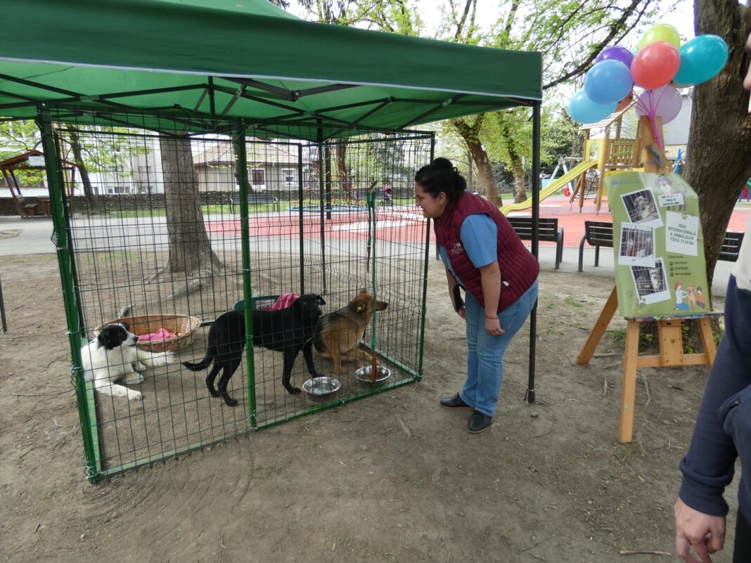 Târgul de adopții canine a fost organizat timp de trei ediții începând din primăvara acestui an