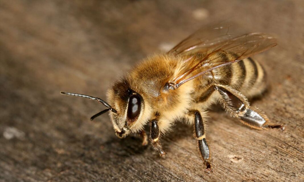 Un şofer înţepat de o albină a intrat într-un cap de pod